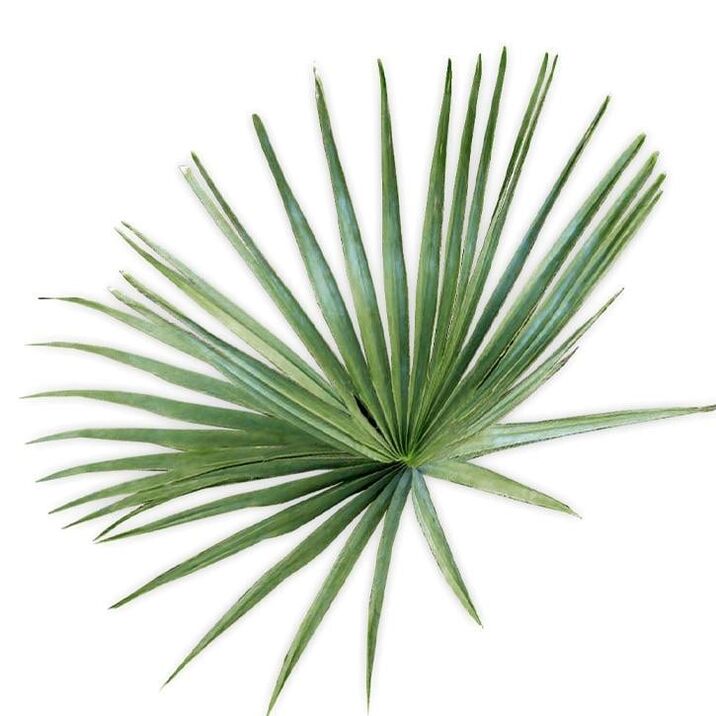 Saw palmetto - σύνθεση UltraMax Testo Enhancer